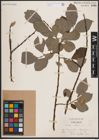 Foto von Salix caprea L.